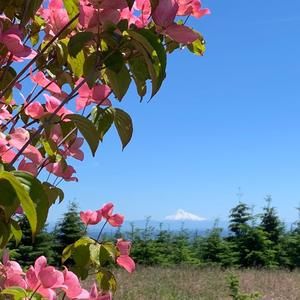 Meet your Posher, Tabitha